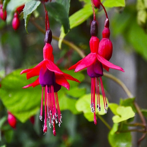 Fuchsia Riccartonii  - фуксия, обичка градинска (1529)